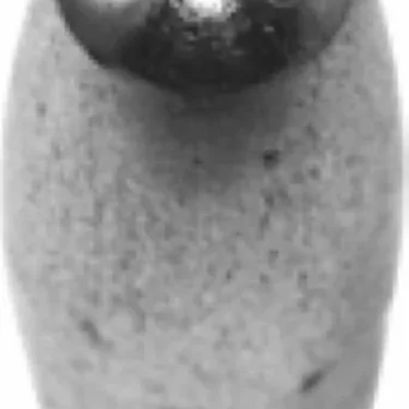A small, smooth gray stone penguin sculpture features a shiny metallic head reminiscent of the Elektra 00448014 Tip for Steam Valve Assembly and has two small round indentations like eyes. © 2025 1st-line.com