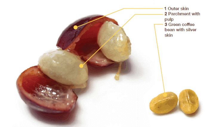 A coffee cherry cut open to reveal the outer skin—also known as cascara—parchment with pulp, and two green coffee beans with silver skin. Labels and lines identify each part; two separated beans are shown on the right. © 2025 1st-line.com